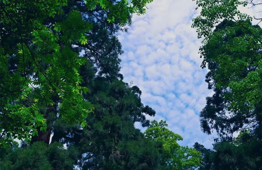 植樹節(jié)|守護綠色家園的秘密武器！