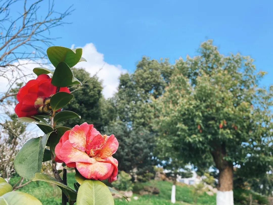 風景這邊獨好!東大環境美景一覽,請查收